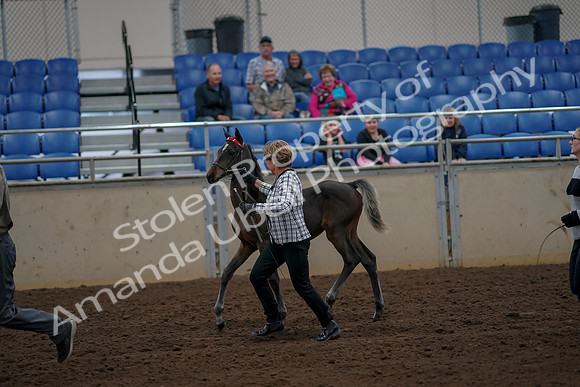 2019 Morgan Horse Show - Aug 30, 2019 - 24717