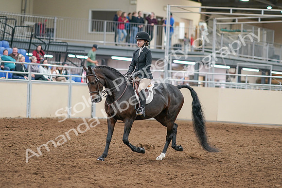 2020 - AB Morgan Horse - Sat, Sept 05 - 14267