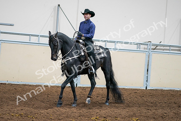 2020 - AB Morgan Horse - Sun, Sept 06 - 07596
