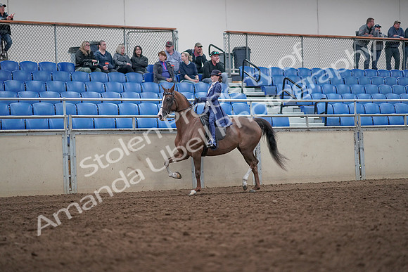 2019 Morgan Horse Show - Aug 31, 2019 - 20435