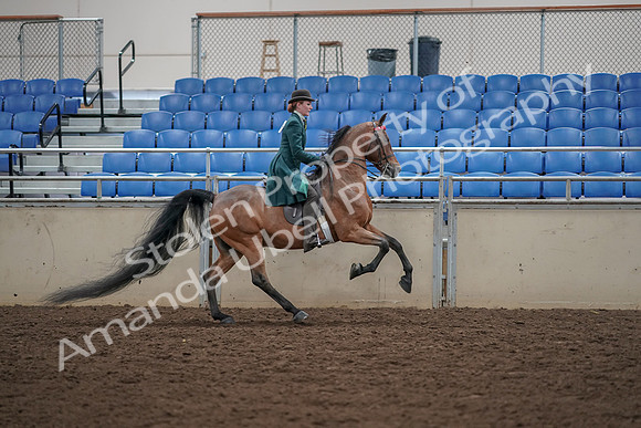2019 Morgan Horse Show - Aug 30, 2019 - 28185