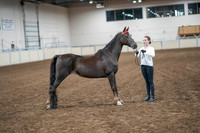 2020 - AB Morgan Horse - Sat, Sept 05 - 00637