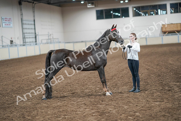 2020 - AB Morgan Horse - Sat, Sept 05 - 00637