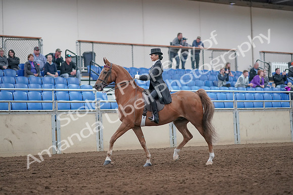 2019 Morgan Horse Show - Aug 31, 2019 - 20383