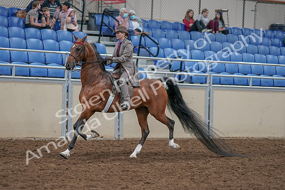 2020 - AB Morgan Horse - Fri, Sept 04 - 11369