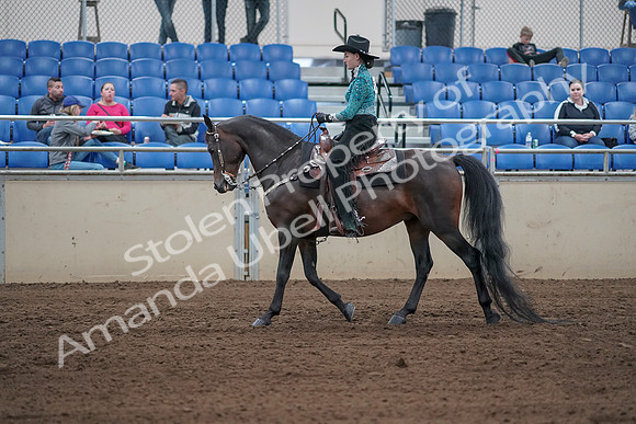 2019 Morgan Horse Show - Sept 01, 2019 - 06812