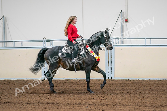 2020 - AB Morgan Horse - Sat, Sept 05 - 10469