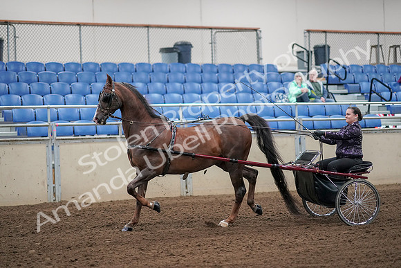 2019 Morgan Horse Show - Aug 30, 2019 - 13078