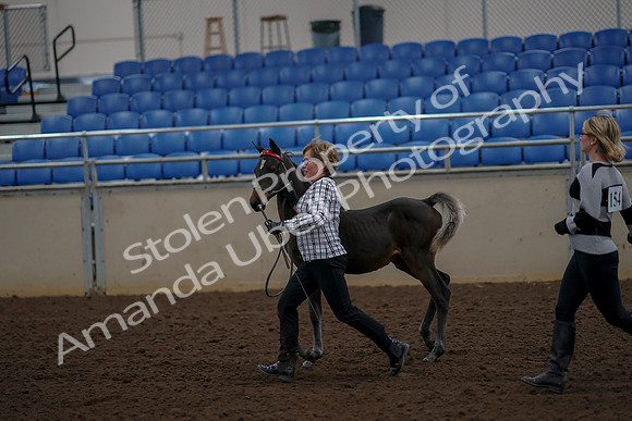 2019 Morgan Horse Show - Aug 30, 2019 - 24731
