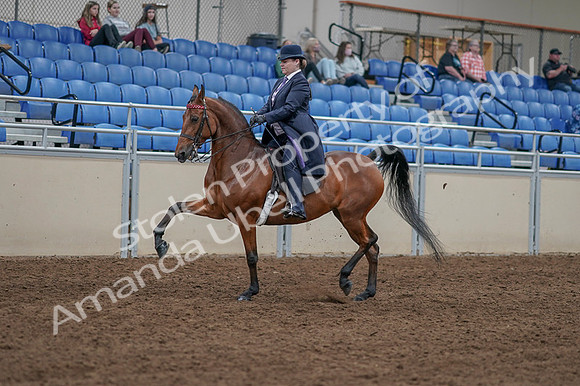 2020 - AB Morgan Horse - Fri, Sept 04 - 11212