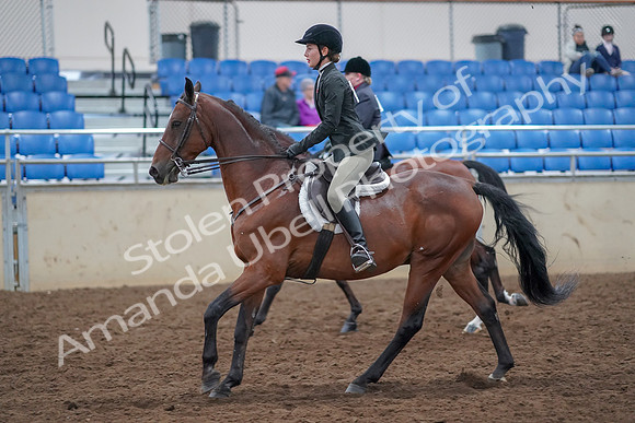2019 Morgan Horse Show - Aug 30, 2019 - 20604
