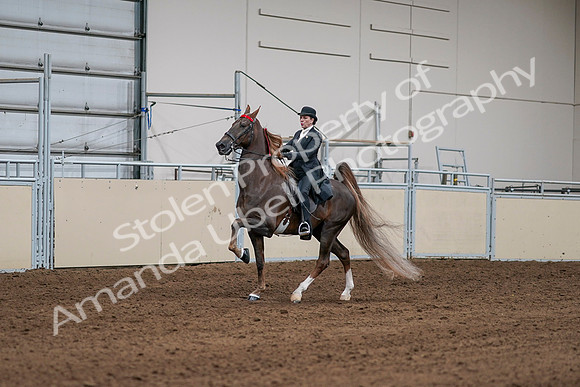 2020 - AB Morgan Horse - Sat, Sept 05 - 13077