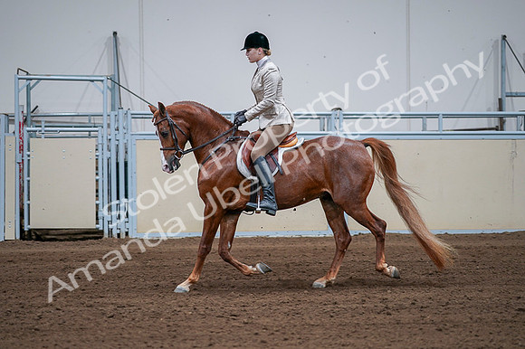 2020 - AB Morgan Horse - Fri, Sept 04 - 01644