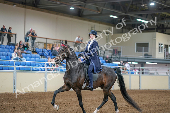2020 - AB Morgan Horse - Fri, Sept 04 - 06997