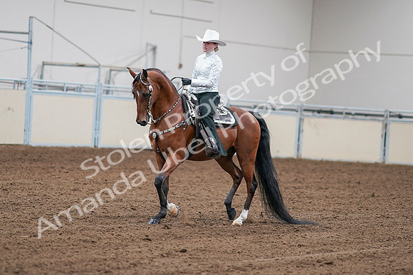 2020 - AB Morgan Horse - Fri, Sept 04 - 03574