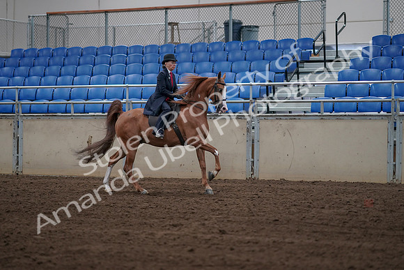 2019 Morgan Horse Show - Sept 01, 2019 - 12009