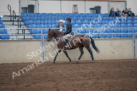 2019 Morgan Horse Show - Sept 01, 2019 - 12759