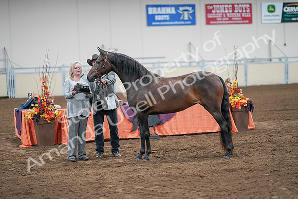 2020 - AB Morgan Horse - Sat, Sept 05 - 00305
