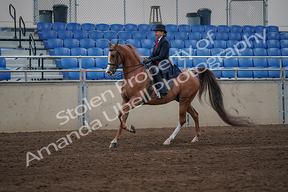 2019 Morgan Horse Show - Sept 01, 2019 - 11962