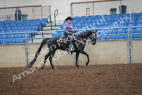 2019 Morgan Horse Show - Aug 30, 2019 - 16926