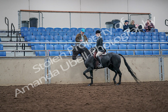 2019 Morgan Horse Show - Aug 31, 2019 - 14857