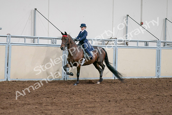 2020 - AB Morgan Horse - Sat, Sept 05 - 04910