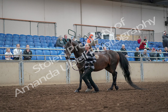 2019 Morgan Horse Show - Aug 31, 2019 - 03661