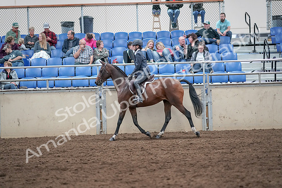 2019 Morgan Horse Show - Aug 31, 2019 - 21380