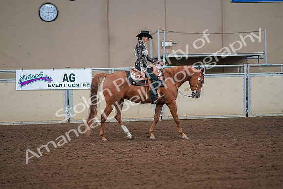 2019 Morgan Horse Show - Aug 30, 2019 - 17029
