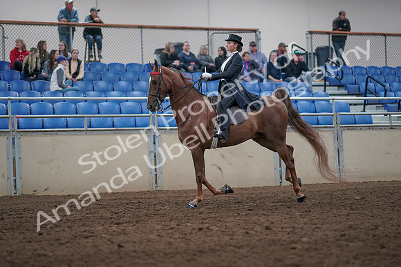 2019 Morgan Horse Show - Aug 31, 2019 - 20658
