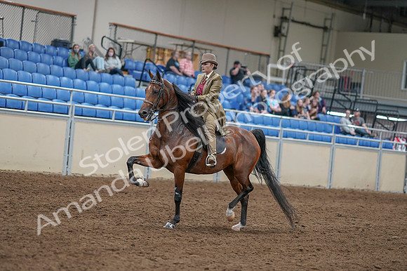 2020 - AB Morgan Horse - Fri, Sept 04 - 11412