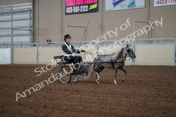 2019 Morgan Horse Show - Aug 30, 2019 - 13399