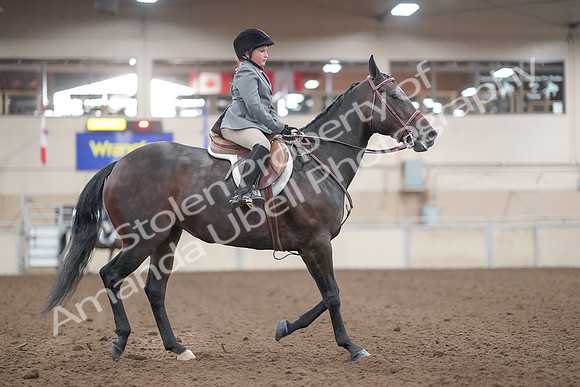 2019 Morgan Horse Show - Aug 31, 2019 - 19651
