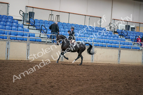 2019 Morgan Horse Show - Aug 30, 2019 - 12273