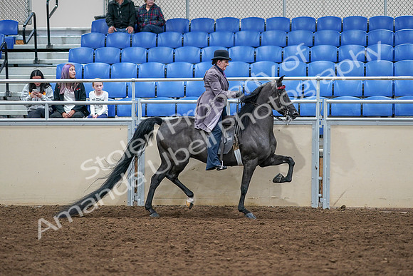 2020 - AB Morgan Horse - Sat, Sept 05 - 13841