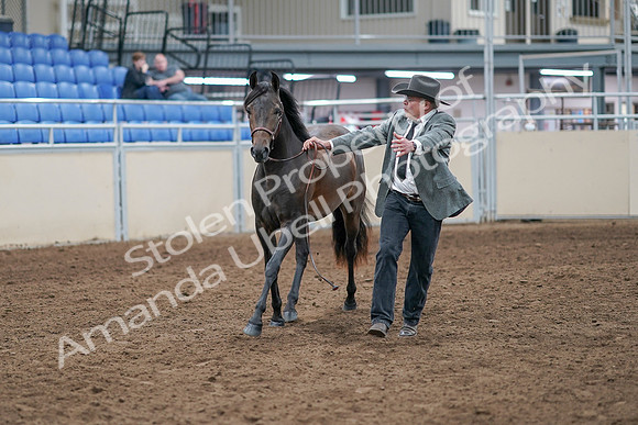 2020 - AB Morgan Horse - Sat, Sept 05 - 00718