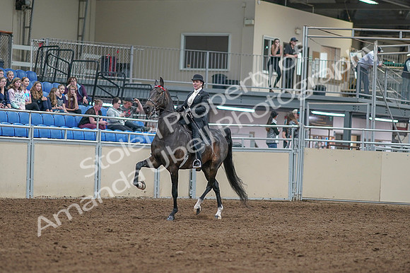 2020 - AB Morgan Horse - Fri, Sept 04 - 11317