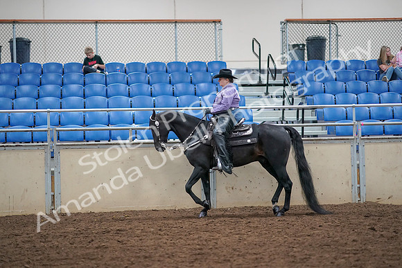 2019 Morgan Horse Show - Aug 30, 2019 - 16748