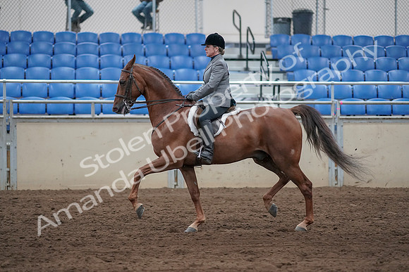 2019 Morgan Horse Show - Sept 01, 2019 - 12247