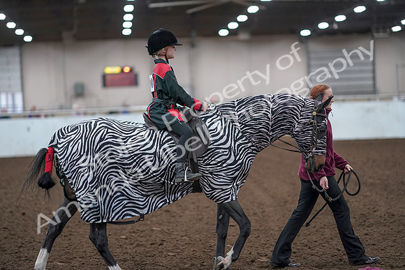 2019 Morgan Horse Show - Aug 31, 2019 - 10028