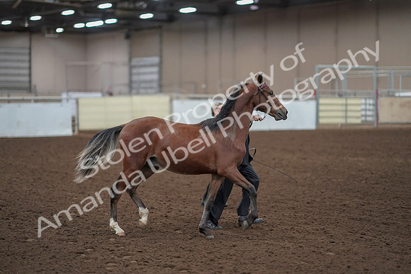 2019 Morgan Horse Show - Aug 31, 2019 - 00227
