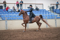2019 Morgan Horse Show - Aug 31, 2019 - 21975