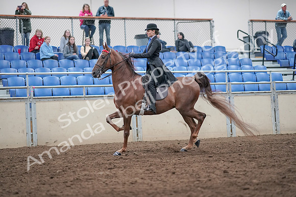 2019 Morgan Horse Show - Aug 31, 2019 - 21975