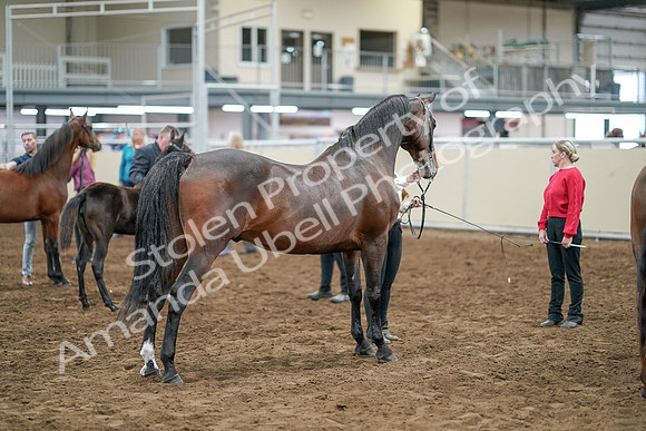 2020 - AB Morgan Horse - Sat, Sept 05 - 00747