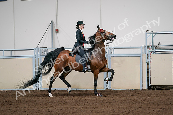2020 - AB Morgan Horse - Sat, Sept 05 - 06833