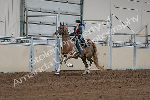 2020 - AB Morgan Horse - Fri, Sept 04 - 09708
