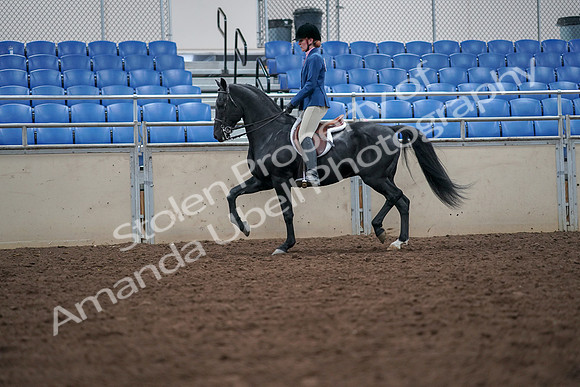 2019 Morgan Horse Show - Aug 30, 2019 - 18409