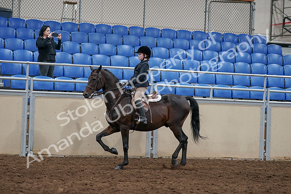 2020 - AB Morgan Horse - Sun, Sept 06 - 07819