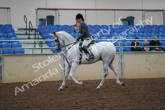 2019 Morgan Horse Show - Aug 30, 2019 - 17279