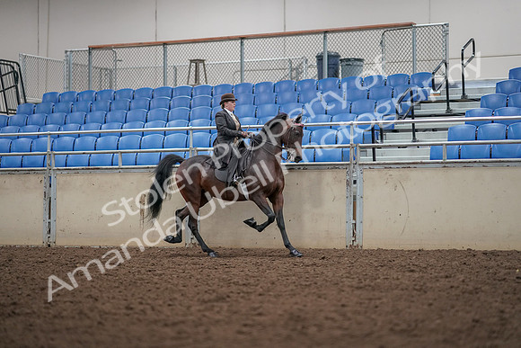2019 Morgan Horse Show - Aug 30, 2019 - 28209